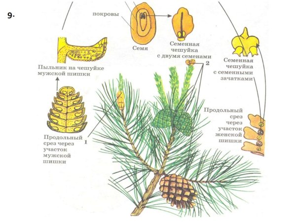 Рисунок на тему Голосеменные растения
