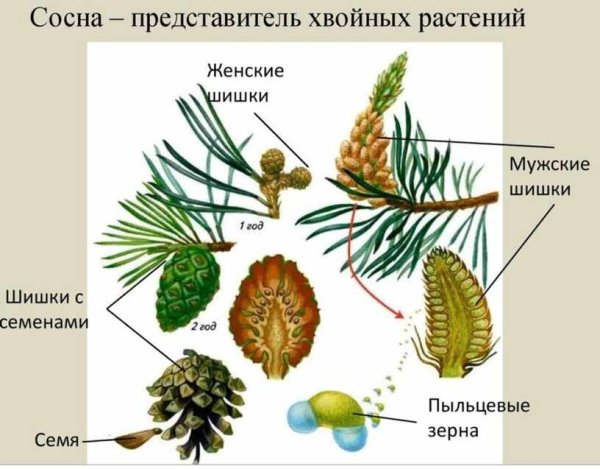 Строение ветки сосны с шишкой