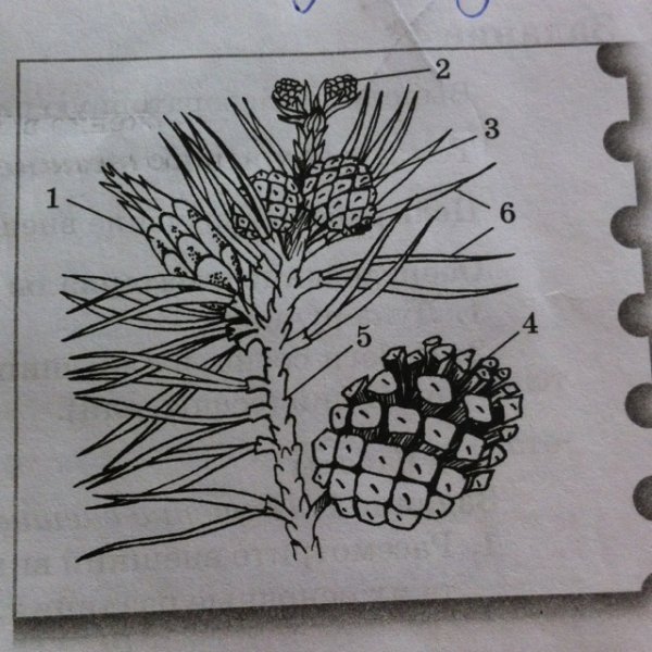 Строение мужской шишки голосеменных