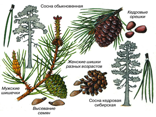 Строение шишки голосеменных растений рисунок