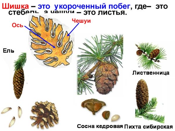 Органы размножения сосны обыкновенной