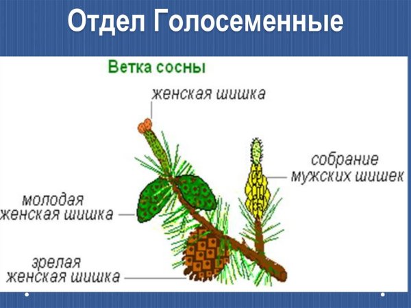 Размножение голосеменных растений схема