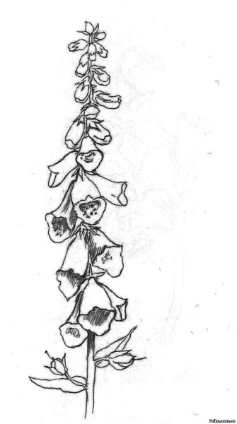 Наперстянка пурпурная ГФ