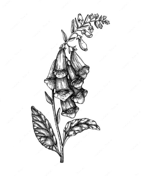 Цветок наперстянка Ботаническая акварель