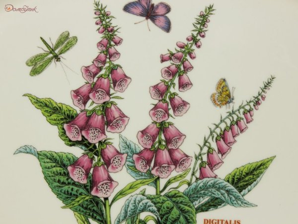 Наперстянка пурпуровая Ботаническая