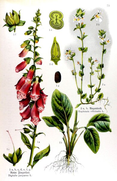 Наперстянка пурпуровая Ботаническая