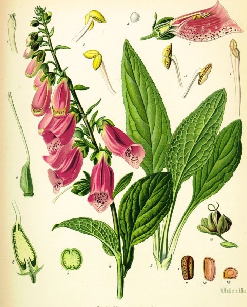 Наперстянка красная пурпуровая digitalis purpurea l.