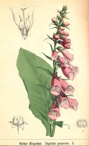 Наперстянка красная (пурпуровая)