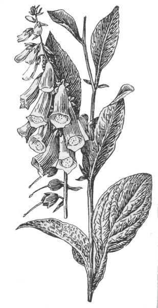 Наперстянка пурпурная ядовитое растение