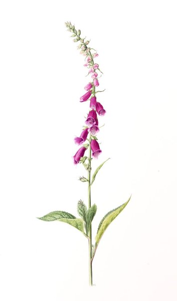 Наперстянка пурпуровая Ботаническая