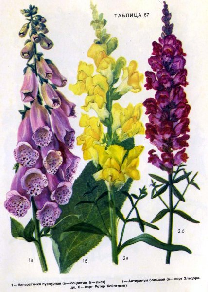 Наперстянка Ботаническая иллюстрация