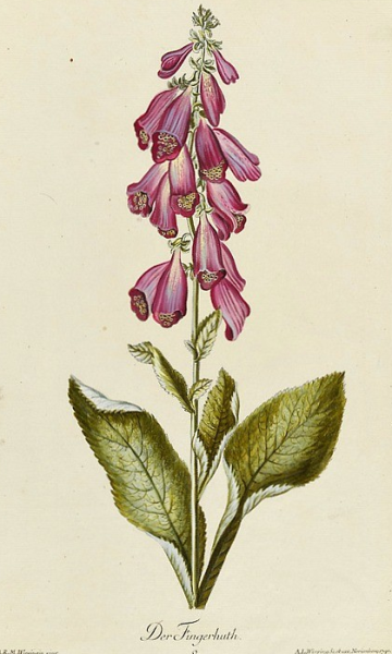 Листья наперстянки пурпуровой