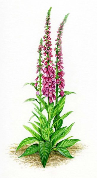 Наперстянка Ботаническая иллюстрация