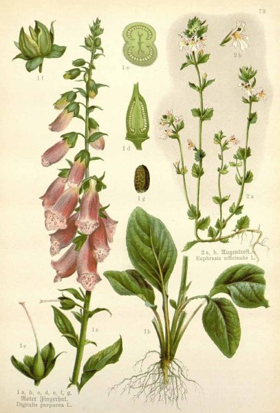 Наперстянка пурпуровая Ботаническая