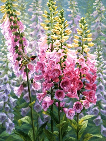 Наперстянка акварелью
