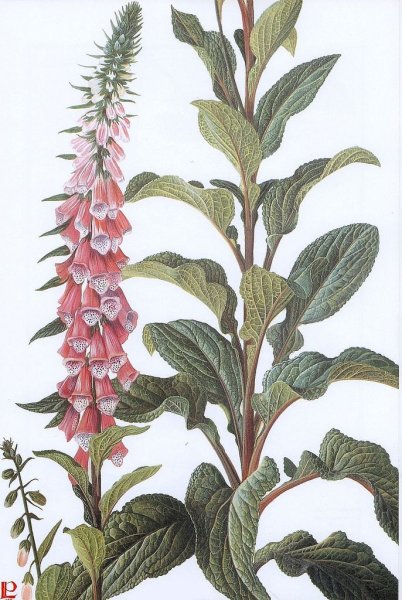 Наперстянка пурпурная Фармакогнозия