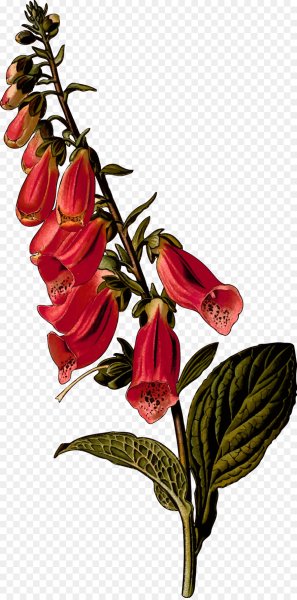 Наперстянка Ботанический рисунок