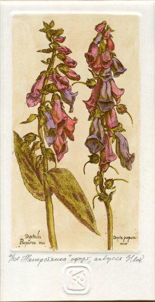 Ботаника наперстянка