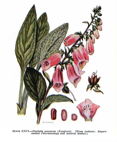 Художница Beth Hoselton