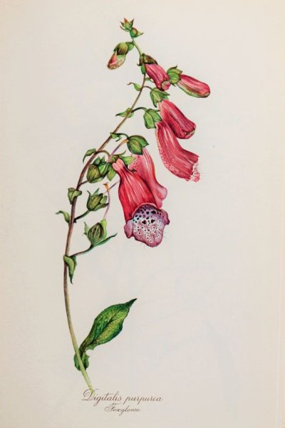 Наперстянка крупноцветковая ботаника