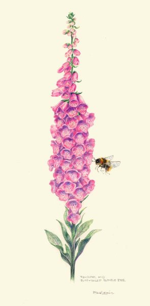 Наперстянка пурпурная атлас Ботанический