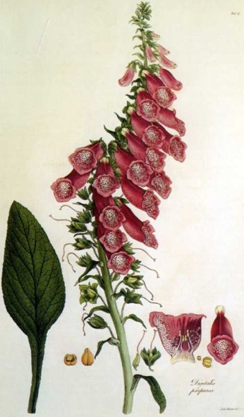 Наперстянка крупноцветковая ботаника