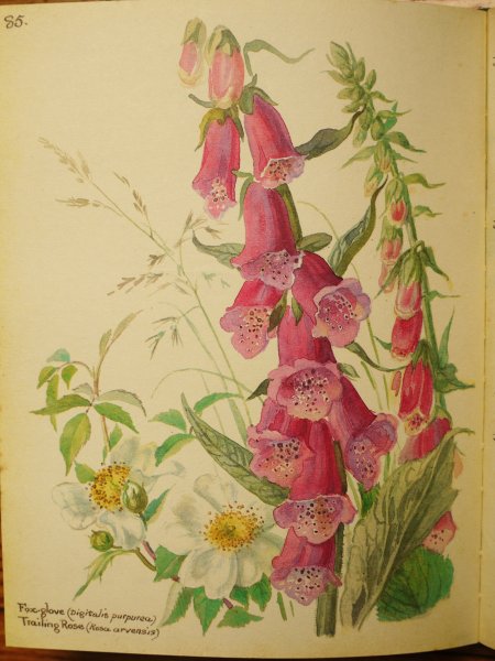 Наперстянка пурпуровая Фармакогнозия