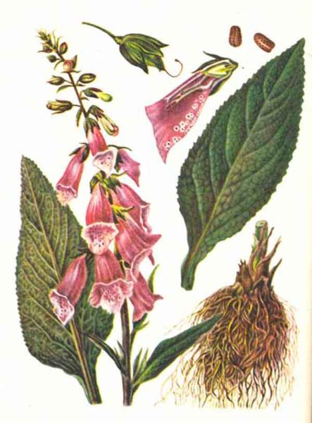 Старинные иллюстрации наперстянка