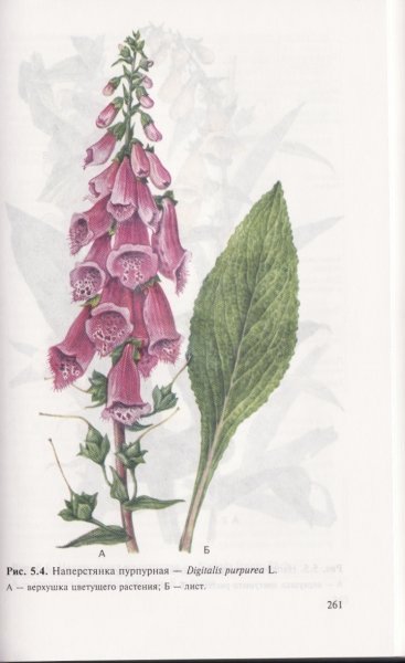 Наперстянка пурпурная и шерстистая