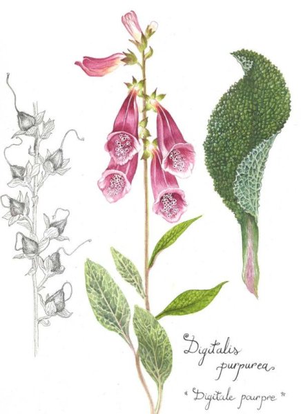 Старинные Ботанические иллюстрации 1640-1900