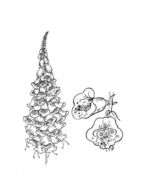 Цветок наперстянка Ботаническая акварель