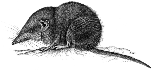 Бурозубка обыкновенная