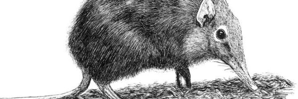 Черная бурозубка