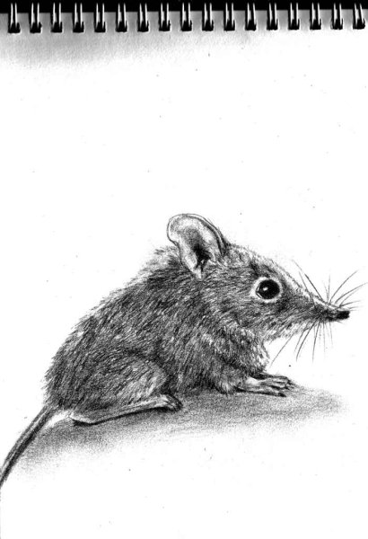 Землеройка карандашом