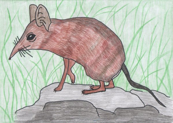 Землеройка нарисовать