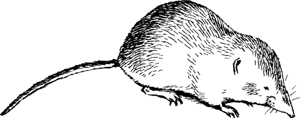 Бурозубка обыкновенная