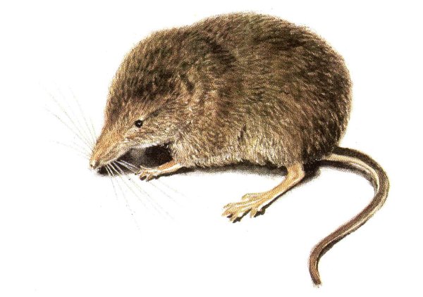 Арктическая бурозубка