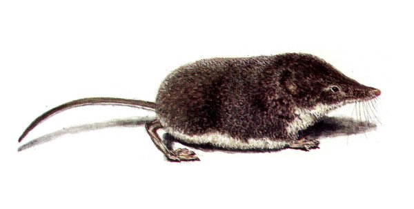 Обыкновенная кутора