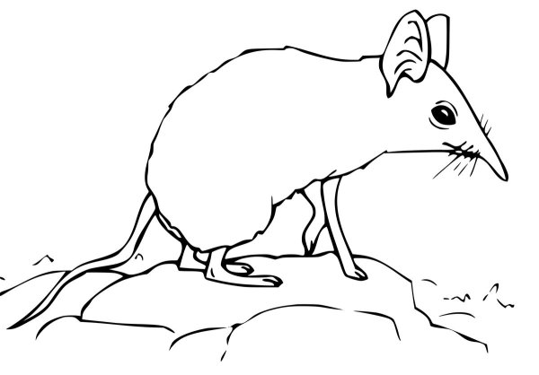 Гигантская бурозубка раскраска