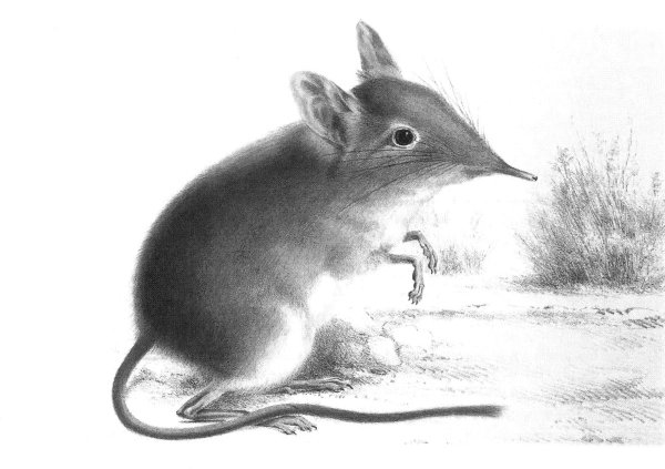 Землеройка раскраска