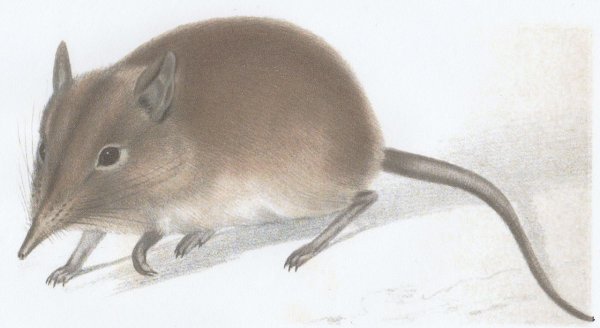 Бурозубка обыкновенная рисунок