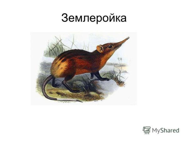 Землеройка с детьми