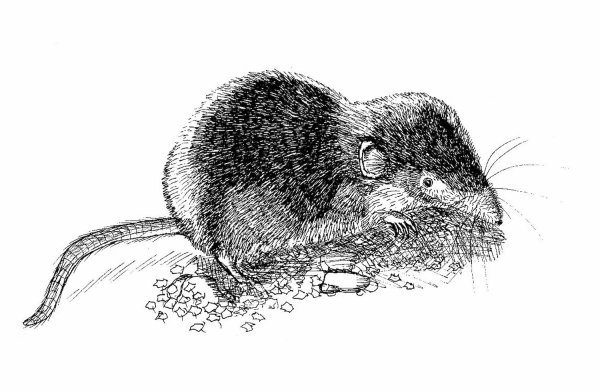 Землеройка раскраска