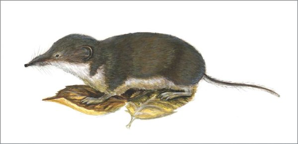 Белозубка белобрюхая