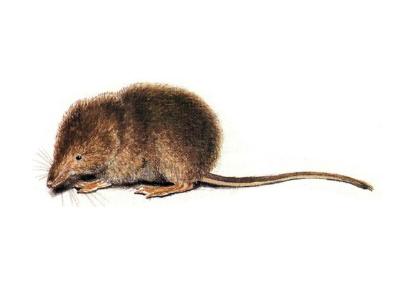 Малая бурозубка