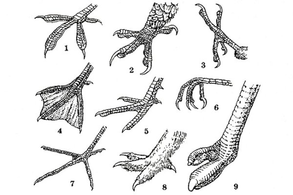 Формы лап птиц