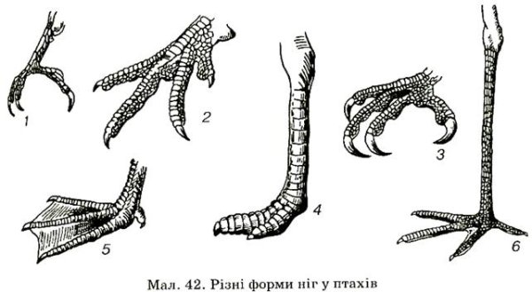 Строение лапы птицы