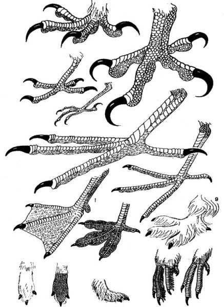 Клювы и лапы птиц