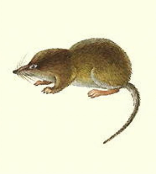 Бурозубка обыкновенная рисунок