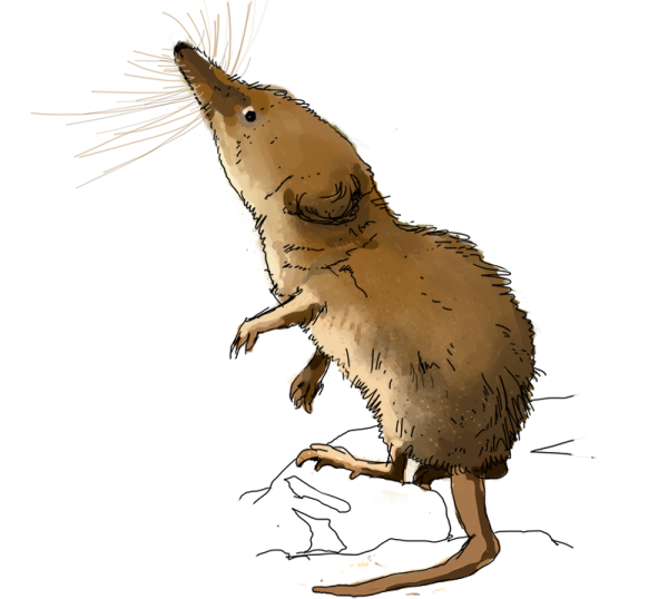 Землеройка на прозрачном фоне